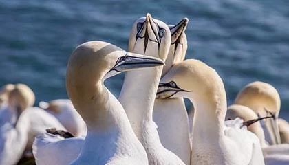 开云-【欧洲杯】本泽马失良机格子扳平 法国1比1匈牙利