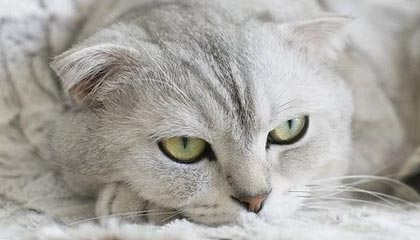 开云-【欧洲杯】本泽马失良机格子扳平 法国1比1匈牙利